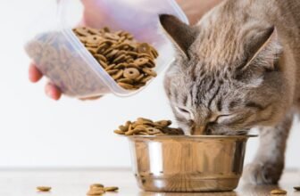Feeding Your Pet: Understanding Nutrition Basics