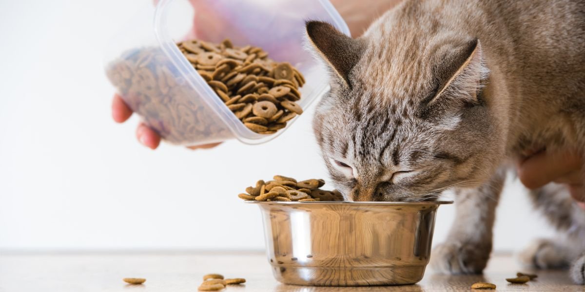 Feeding Your Pet: Understanding Nutrition Basics