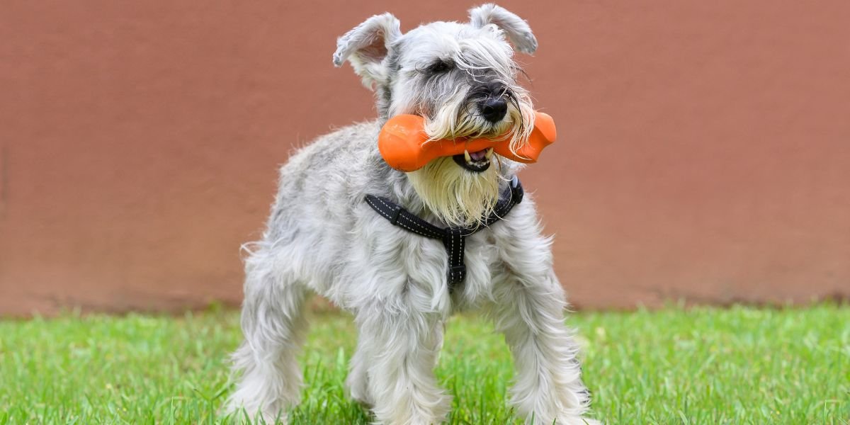 Fun Toys for Your Pet: Safe and Entertaining Options Fun Toys for Your Pet: Safe and Entertaining Options