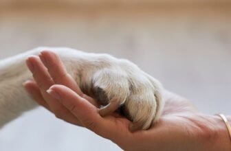 Top 5 Pet Care Products Every Dog Owner Needs in 2026