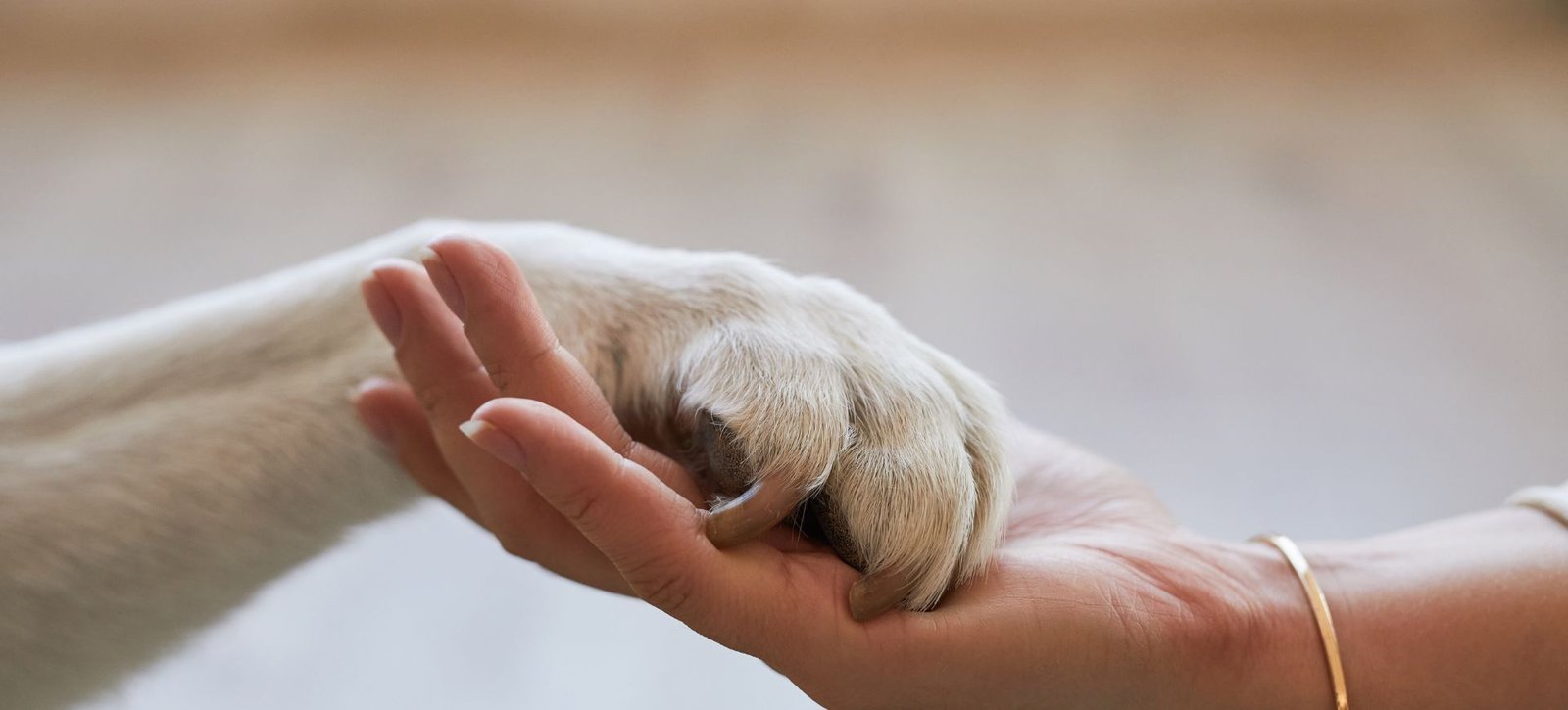 Top 5 Pet Care Products Every Dog Owner Needs in 2026 Top 5 Pet Care Products Every Dog Owner Needs in 2026